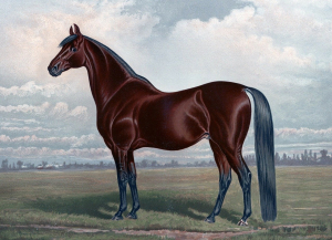 Horse chestnut